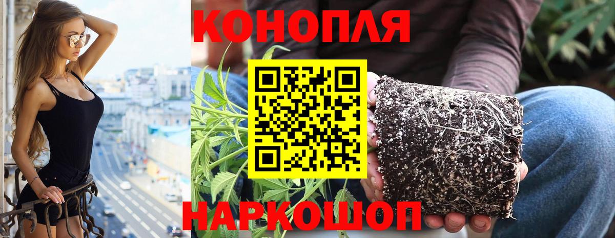 Канабис план  Шишки марихуана марихуана  Кушва  Бошки марихуана White Widow  Каннабис гибрид  Вход с VPN 